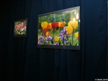 wokfoto_03